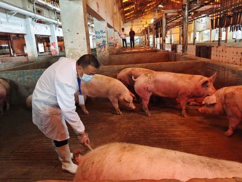 严把生猪屠宰检疫质量关 确保群众吃上安全放心肉